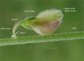  Floral Bud